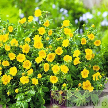 Pięciornik (Potentilla) 'Goldfinger' - Krzew Ozdobny