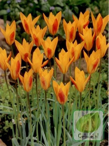 Tulipan CHRYSANTHA 