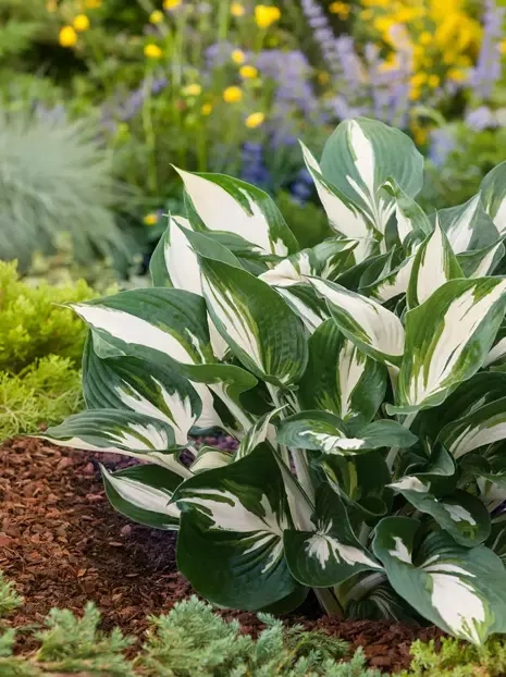 Funkia (Hosta) 'Pin-Up' 1 szt.