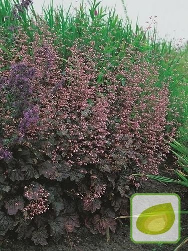 Żurawka (Heuchera) Rachel