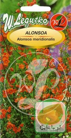 Nasiona Kwitnie Nawet W Zimę - Alonsoa