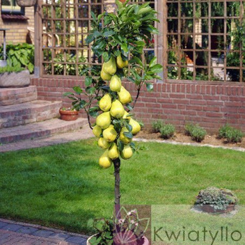 Grusza kolumnowa żółta 'Safira ®'