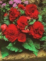 Begonia strzępiasta (Begonia fimbriata) Czerwona 1 szt.