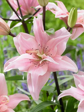 Lilie (Lilium) 'Elodie'