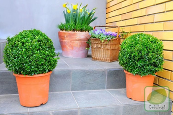 Najwyższej jakości Bukszpan formowany w kulę - 1 sadzonka