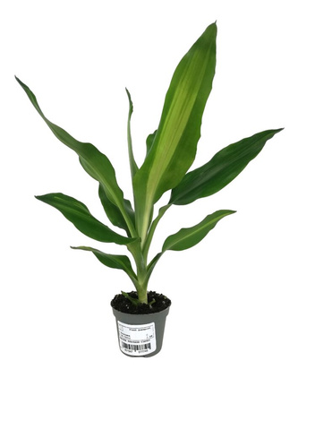 Dracena Fragrans Cintho (Dracaena fragrans 'Cintho')