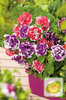 Nasiona Petunia Pełna Bicola F2