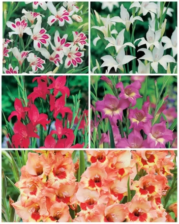 Zestaw Mieczyk Botaniczny 25 szt.