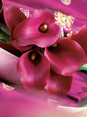 Kalia (Calla) 'Allure' 1 szt.
