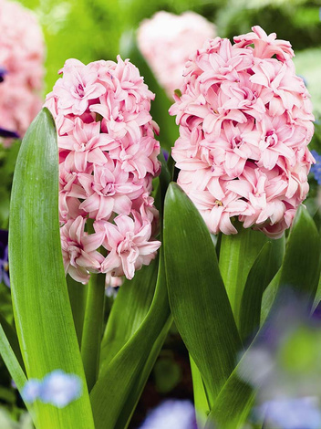 Hiacynt (Hiacinthus) 'Prince of Love'