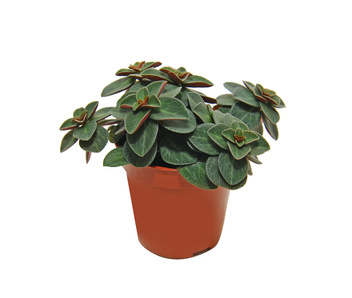 Peperomia verticillata Red Log 