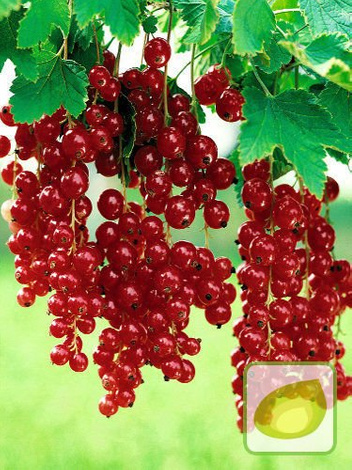 Zestaw Krzewy Owocowe