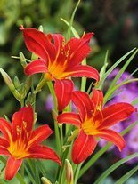 Liliowiec (Hemerocallis) 'Sammy Russel'