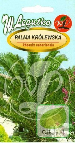 Nasiona Palma Królewska - Phoenix canariensis