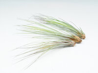 Tillandsia Juncea