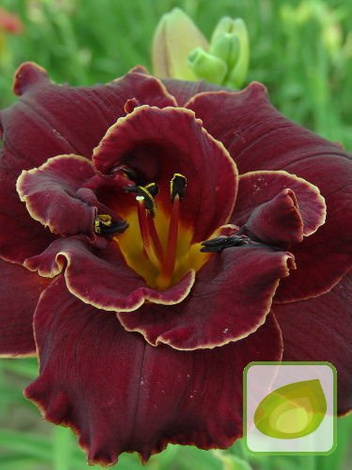 Zestaw Ekskluzywne Liliowce