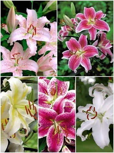 Lilia Orientalna ( Lilium ) Mix 25 szt.