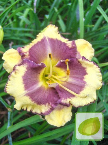 Liliowiec Blueberry Cream