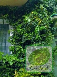 Bluszcz (Hedera) Thorndale