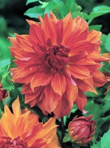 Dalia (Dahlia) 'Belle Of Barmera'