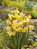 Narcyz Split Corona (Narcissus) 'Exotic Mystery' 5 szt.