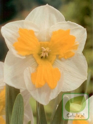 Narcyz Trilune 12/14