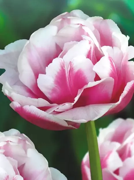 Tulipan Pełny Późny (Tulipa) 'Wirosa' 5 szt. 