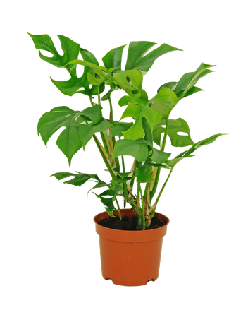 Monstera minima (rhaphidophora tetrasperma)