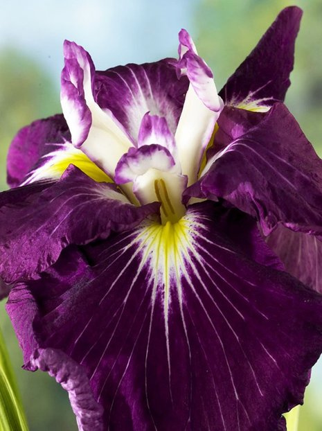 Kosaciec japoński (Iris ensata) 'Asian Warrior'