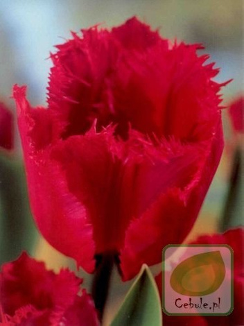 Tulipan RED WING 12/+