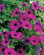 Nasiona Petunia Fiołkowata