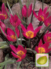 Zestaw Tulipany Botaniczne 3