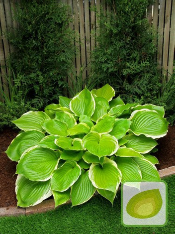 Funkia (Hosta) Winter Snow