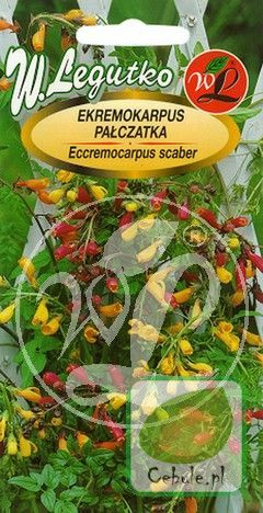 Nasiona Pałczatka - Eccremocarps Scaber