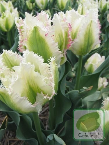 Tulipan Snow Valley