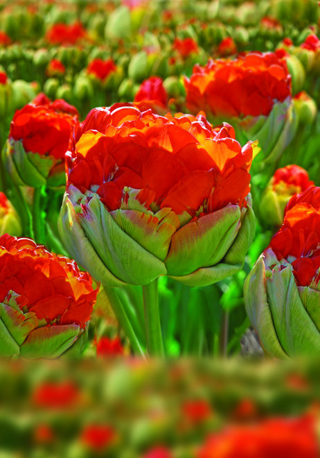 Tulipan Lodowy ( Tulipa ) Pop Up Orange 1 szt.
