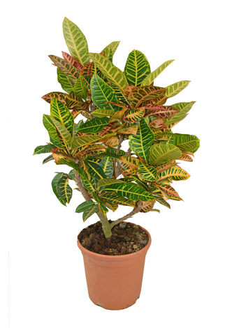 Kroton Pstry (Codiaeum variegatum)