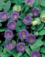 Nasiona Kobea Pnąca Fioletowa - Cobaea Scandens