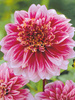 Dalia (Dahlia) 'Pole Position'