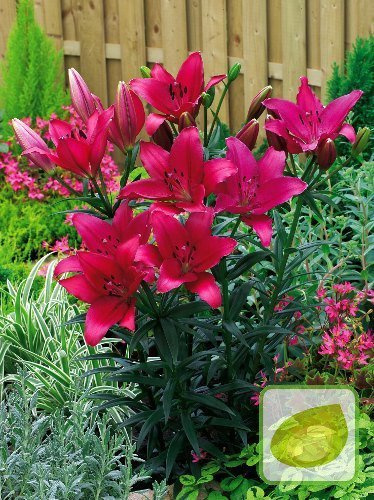 Lilia (Lilium) Fangio