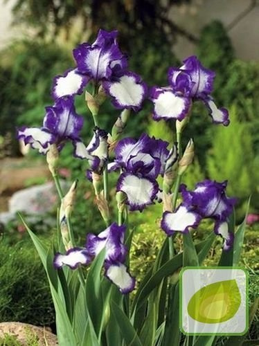 Irys Germanica Stepping Out 1007-4