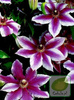 Powojnik (Clematis) Carnaby