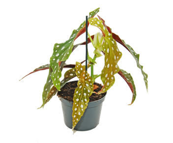 Begonia Koralowa (Begonia Maculata)