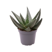 Haworsja Royal Highness (Haworthiopsis Royal Highness)