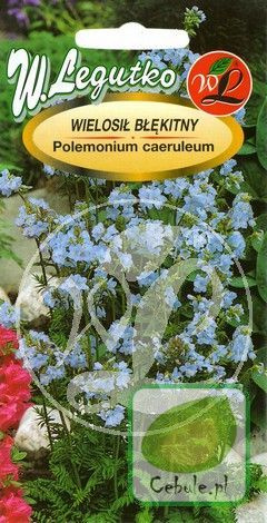 Nasiona Wielosił Błękitny Leczniczy - Polemonium