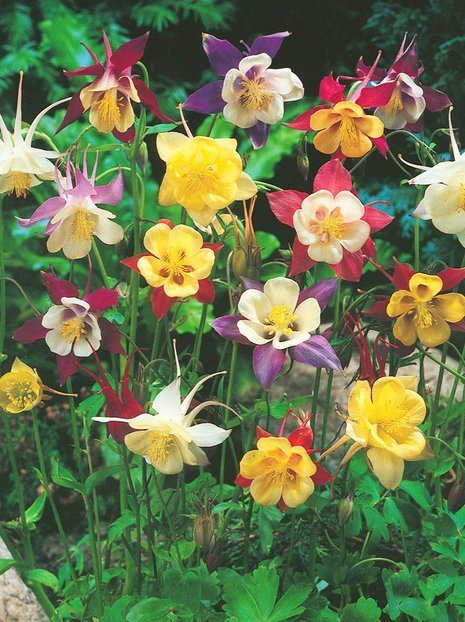 Orlik (Aquilegia) Mix 3 szt.