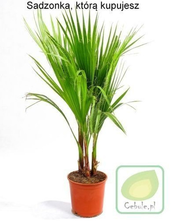 Palma w Doniczce Duże Sadzonki 3 szt.