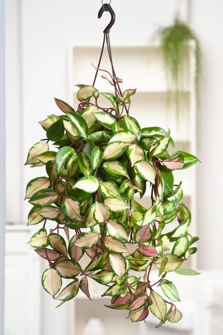 Hoja Carnosa Tricolor (Hoya Carnosa Tricolor)