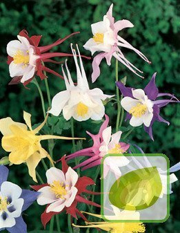 Nasiona Orliki Mieszanka Kolorów - Aquilegia