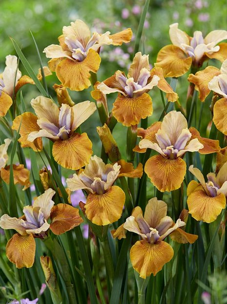 Irys Syberyjski (Iris Siberica) 'Colonel Mustard'